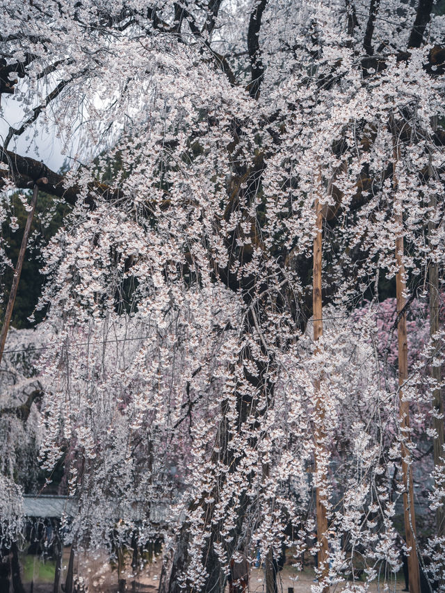 【おすすめ桜スポット】秩父の清雲寺　樹齢600年の枝垂れ桜