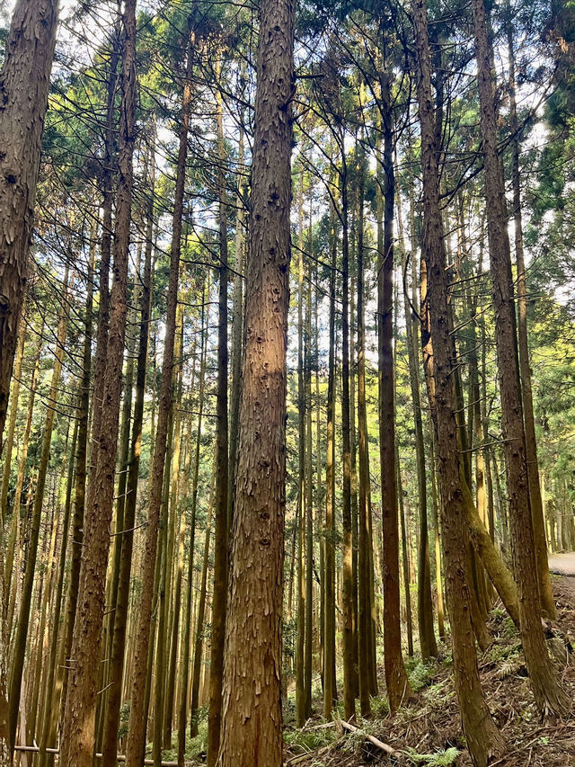 【神奈川】鍋割山⛰️
