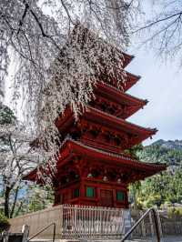 Minobusan Kuon-ji Temple: April Cherry Blossom Pilgrimage Guide