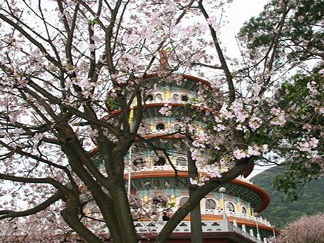 Tianyuan Temple Cherry Blossoms: Taiwan’s Most Divine Floral Sanctuary