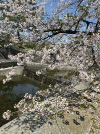 2025夙川公園：兵庫縣最美河濱櫻花道