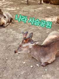 시카노코노코노코코시탄탄