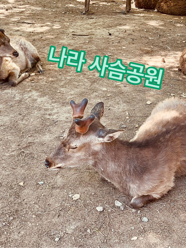 시카노코노코노코코시탄탄