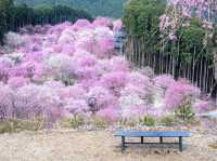 🌸 Sakura Overload: My Epic (and Slightly Chaotic) Day Trip to Mt. Yoshino! 🏔️