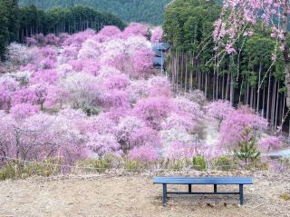 🌸 Sakura Overload: My Epic (and Slightly Chaotic) Day Trip to Mt. Yoshino! 🏔️