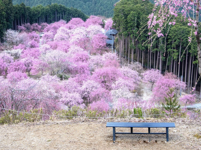 🌸 Sakura Overload: My Epic (and Slightly Chaotic) Day Trip to Mt. Yoshino! 🏔️