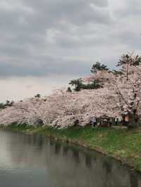 Immerse in Pink Serenity: The Cherry Blossom Rain at Hirosaki Park