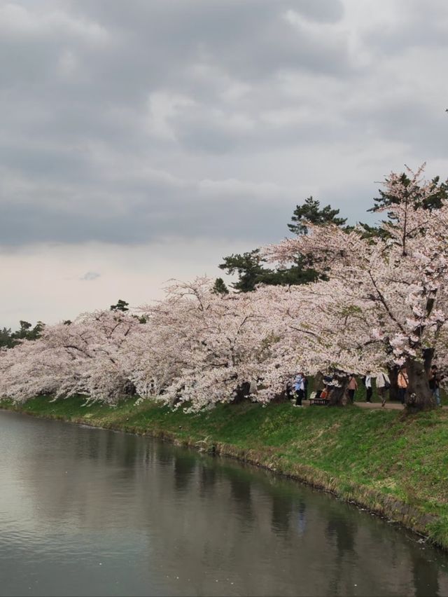 Immerse in Pink Serenity: The Cherry Blossom Rain at Hirosaki Park
