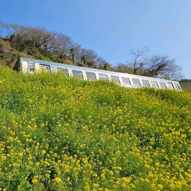 菜の花のじゅうたんと青い海