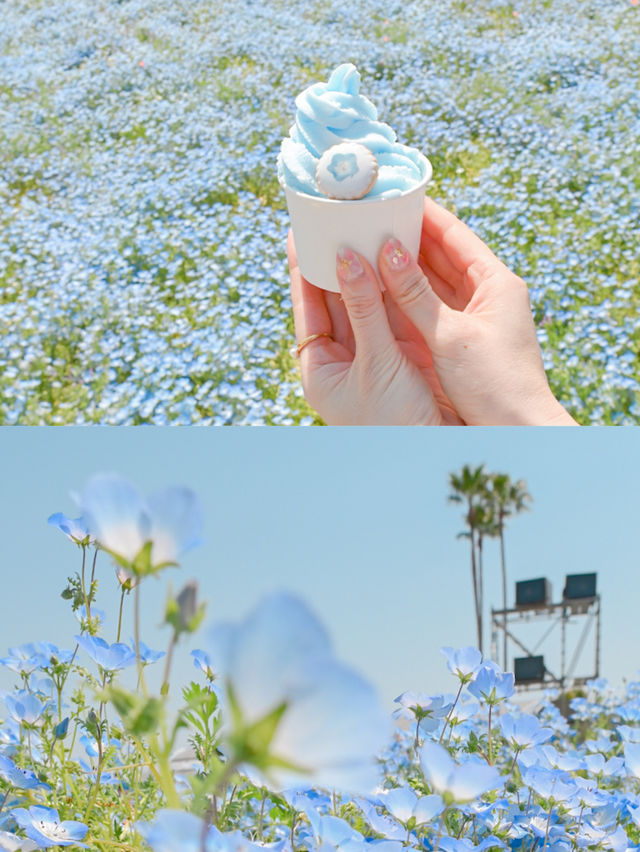 春風にゆれる藤とネモフィラ💠