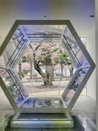 Towada Art Center Sakura | Where Petals Meet Installations