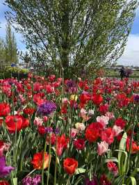 A day in Keukenhof