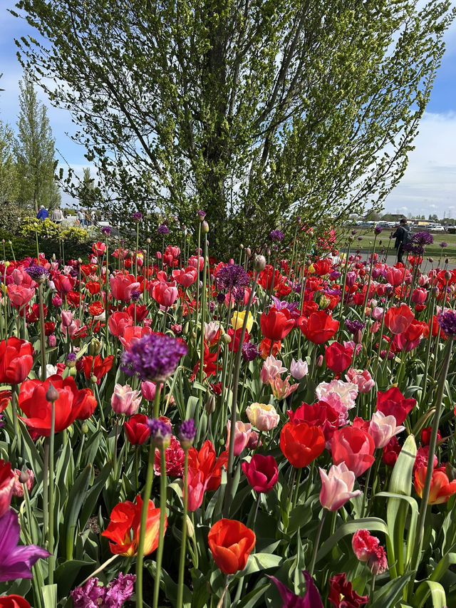 A day in Keukenhof