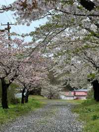 Gentle Spring, Northern Light: Cherry Blossom in Hokkaido