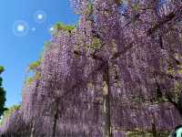【限定イベント】曼陀羅寺公園の藤まつり