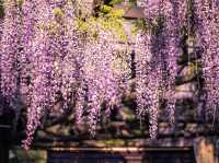 Petals and Peace: Rinsenji’s Springtime Secret