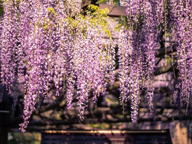 Petals and Peace: Rinsenji’s Springtime Secret