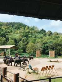 치앙마이에서 자연과 교감하는 하루 🐘🌿🛶