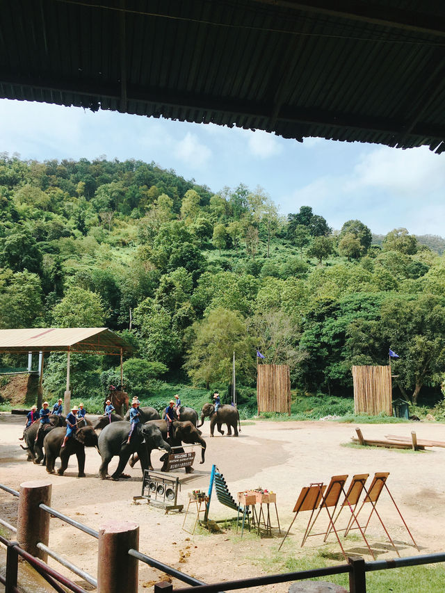 치앙마이에서 자연과 교감하는 하루 🐘🌿🛶