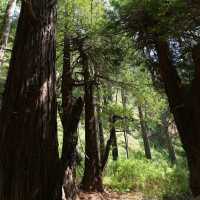 McWay Falls – Big Sur, CA
