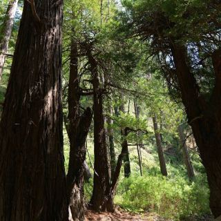 McWay Falls – Big Sur, CA