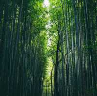 Kyoto – Harmony of Nature and Time in Bloom