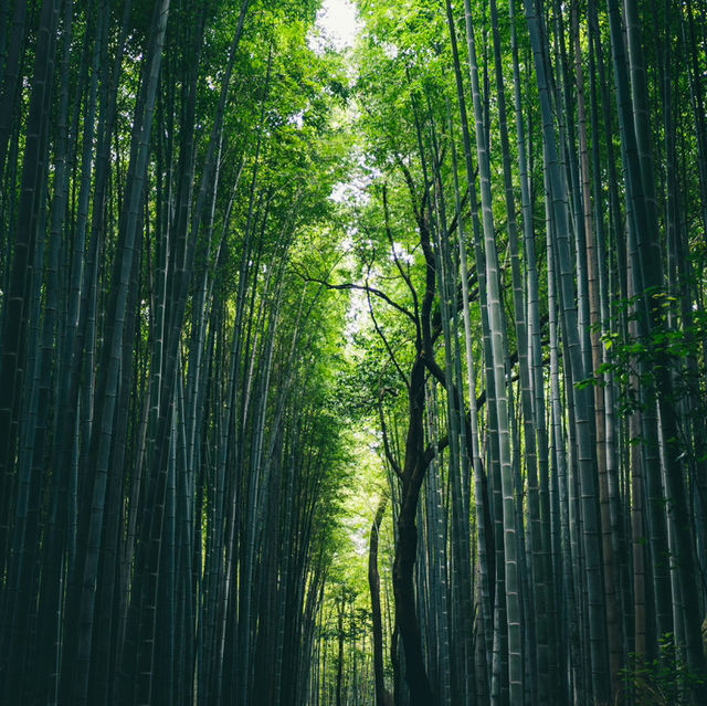 Kyoto – Harmony of Nature and Time in Bloom