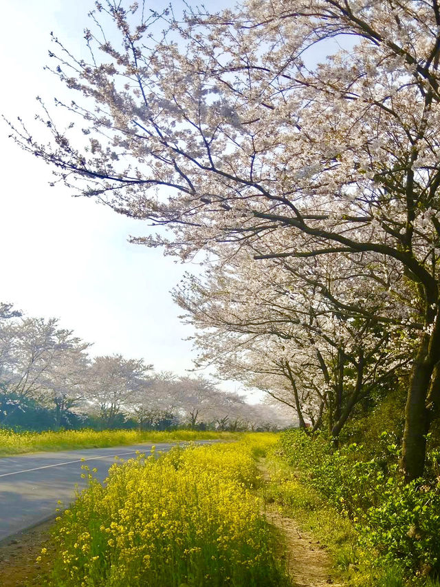 Pink petals in Jeju