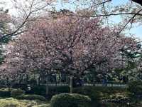 Kenroku-en in Cherry Blossom Season is Straight-Up Peaceful Magic