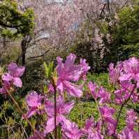 Sakura Magic at Taizo-in 🌸