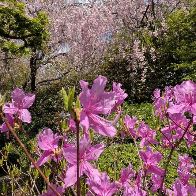 Sakura Magic at Taizo-in 🌸