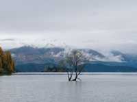 That Wanaka Tree - เกาะใต้นิวซีแลนด์