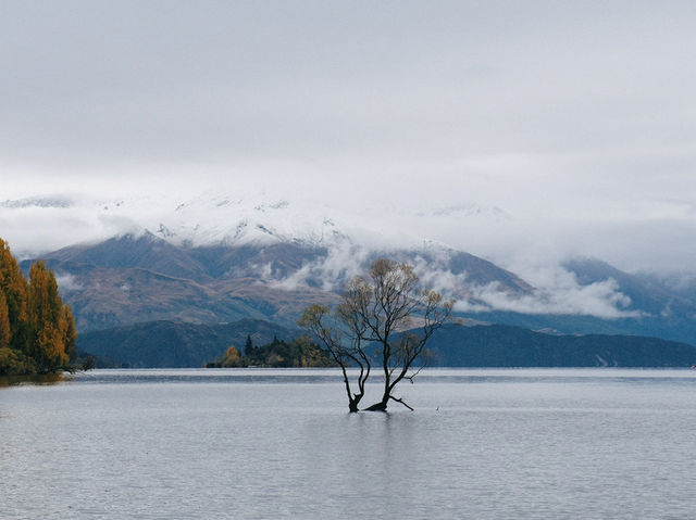 That Wanaka Tree - เกาะใต้นิวซีแลนด์