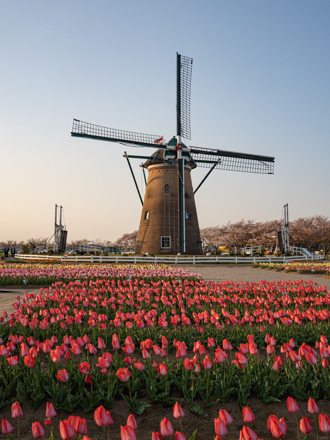 キューピーさくら Kizakura 