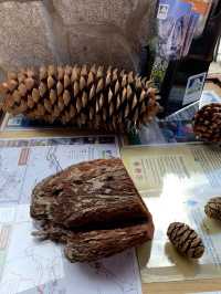 Where Giants Stir: A Springtime Journey Through Mariposa’s Ancient Sequoias