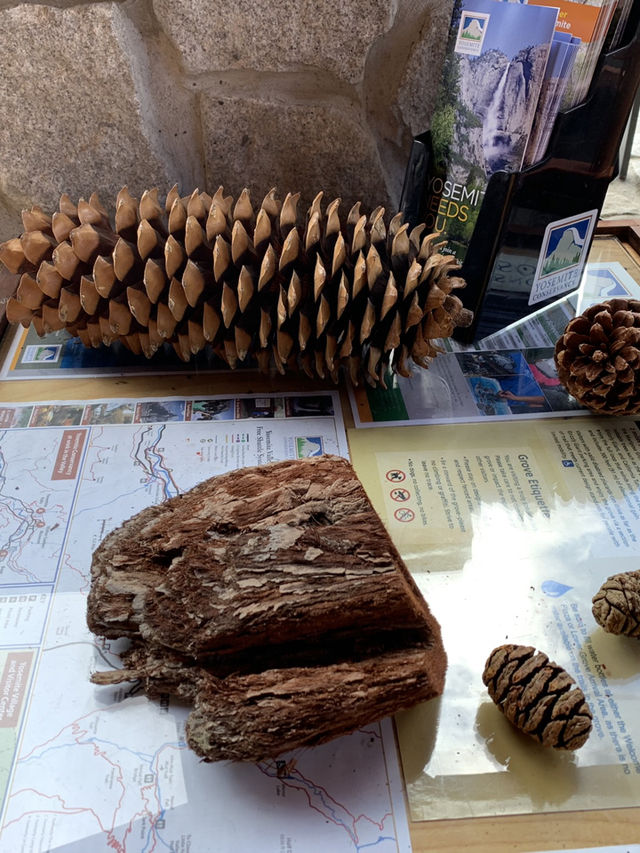 Where Giants Stir: A Springtime Journey Through Mariposa’s Ancient Sequoias