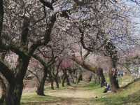 Your Low-Key Cherry Blossom Escape