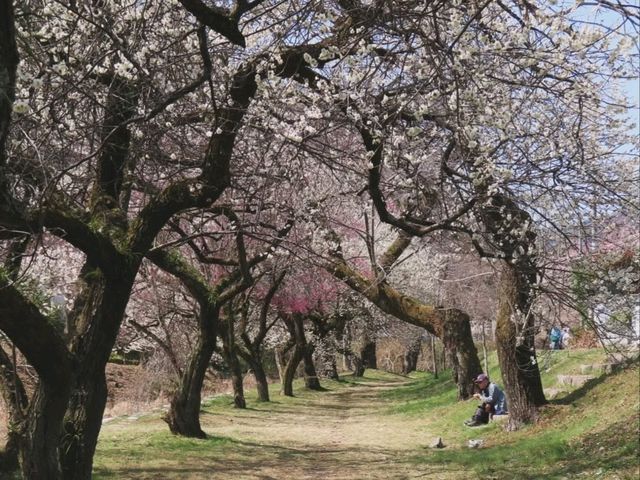 Your Low-Key Cherry Blossom Escape