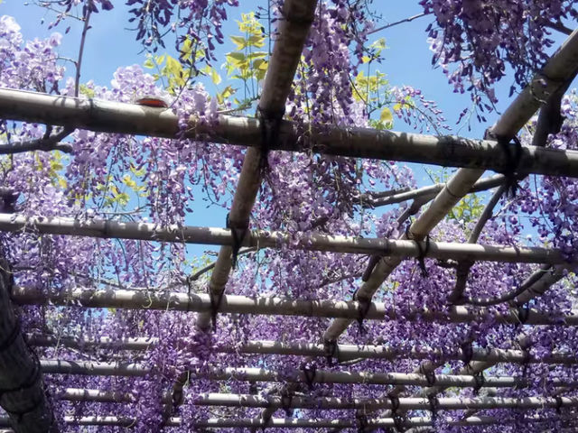 龜戶天神社｜東京第一名紫藤花海＋晴空塔絕美背景