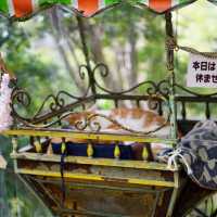 A Peaceful Stroll: Discovering Kyoto’s Philosopher’s Path