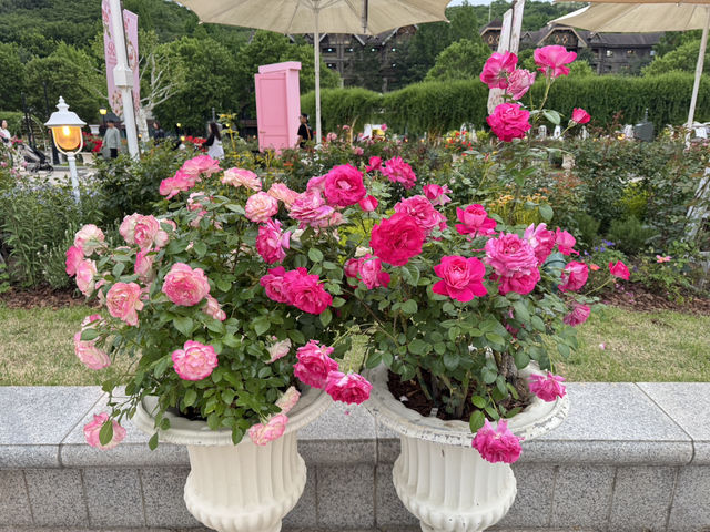 아름다운 장미원🌷🌹