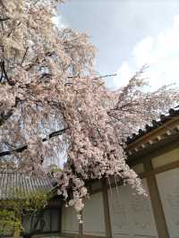 醍醐の花見　枝垂桜が美しすぎる