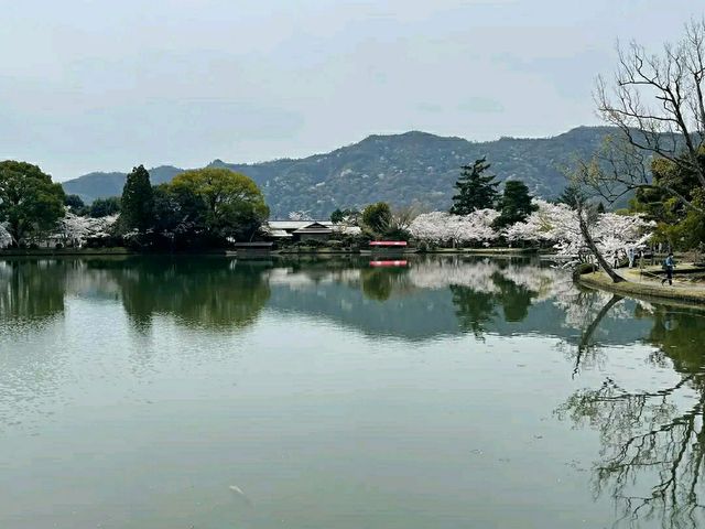 Arashiyama Bamboo Grove – A Serene Escape in Kyoto