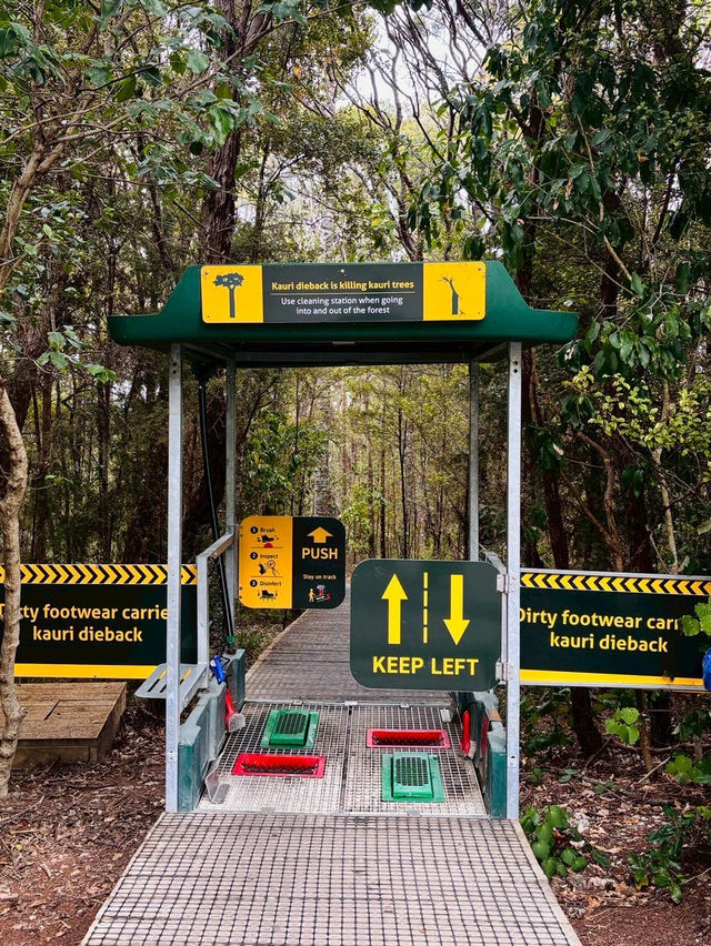 Kauri Glen Reserve｜奧克蘭北岸的原生森林秘境