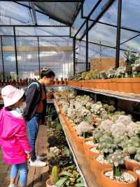 Baguio’s Greenhouse Gems