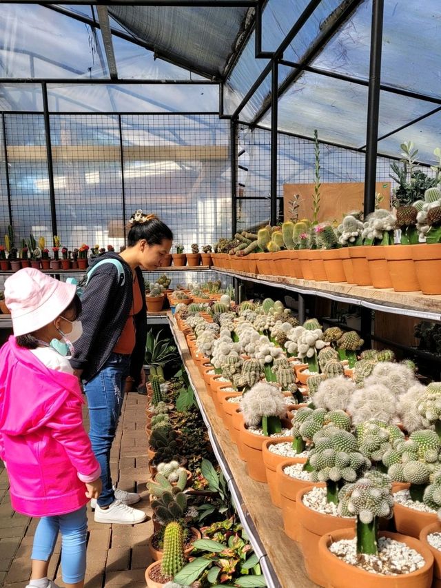 Baguio’s Greenhouse Gems