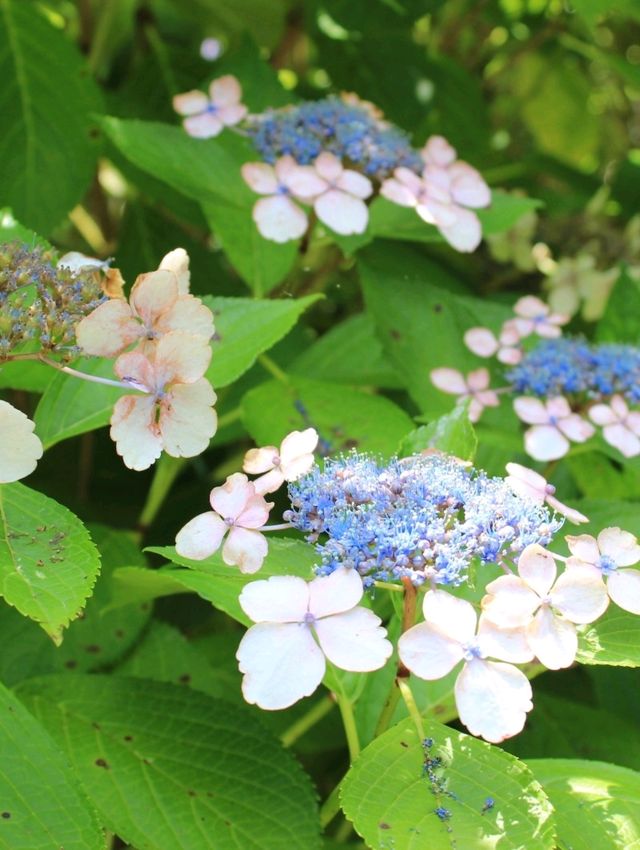 💜繡球花💙大阪長居公園