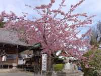 京都旅行　嵐山公園