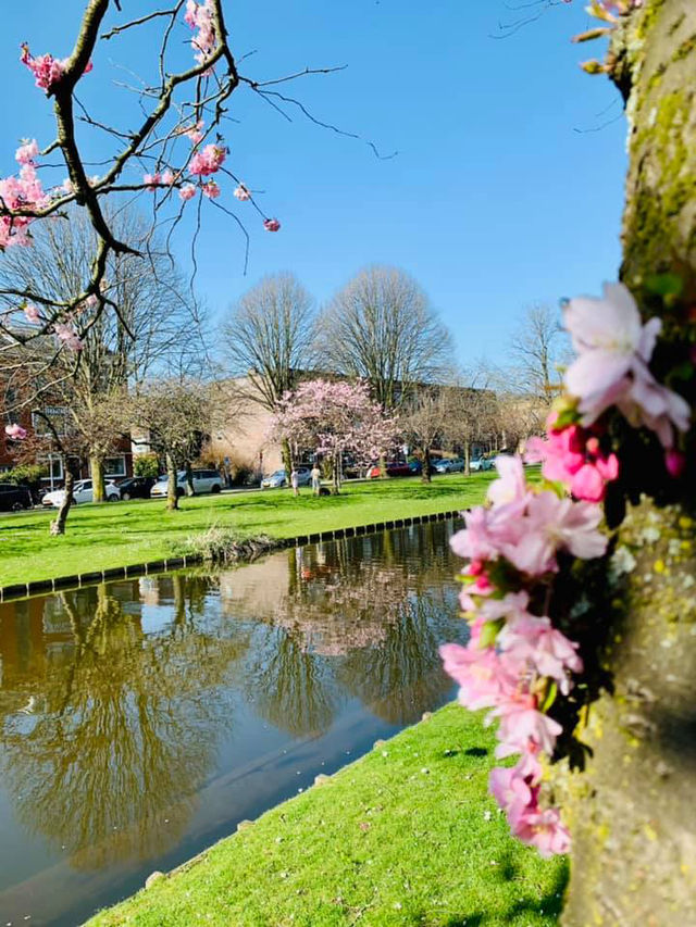 Spring in Rotterdam: A Vibrant Celebration of Nature