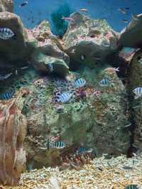 Sea Shell Aquarium Phu Quoc